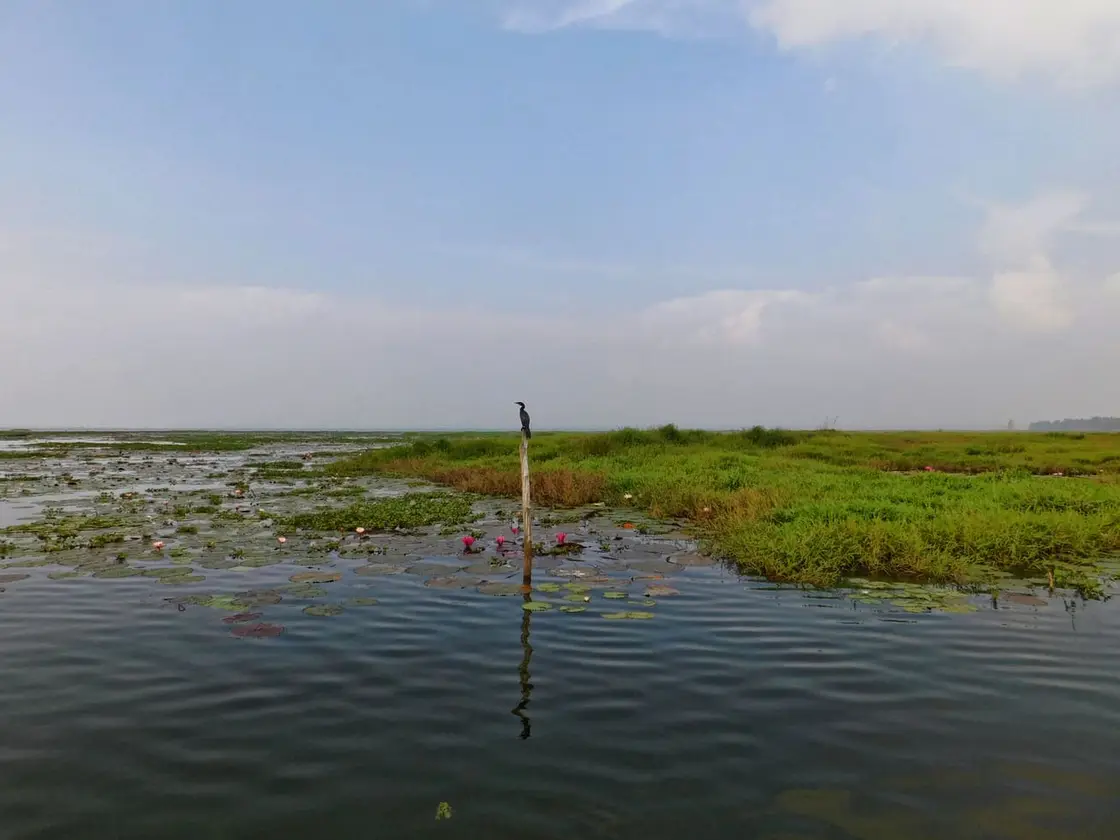 Kumarakom Bird Sanctuary, Kumarakom