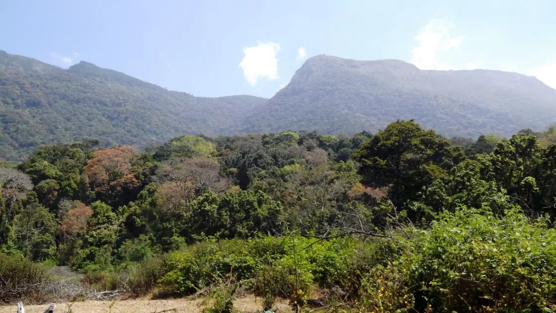 Pambadum Shola National Park, Munnar