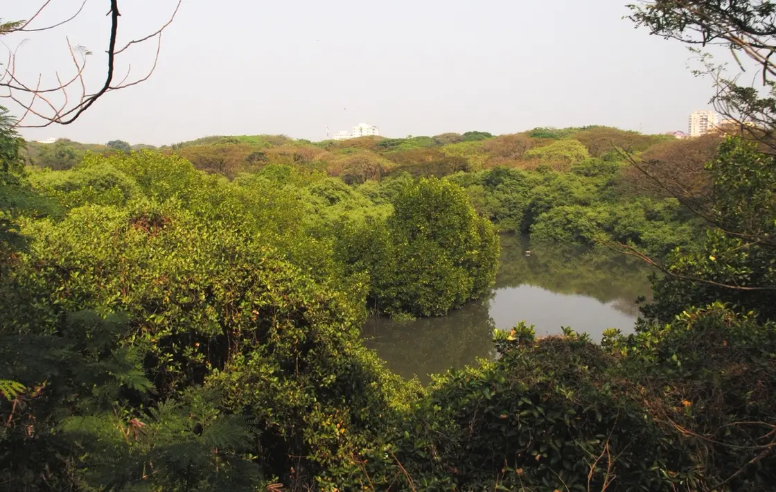 Mangalavanam Bird Sanctuary, Kochi City