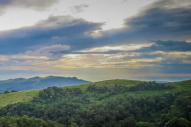 Gavi forest, Gavi