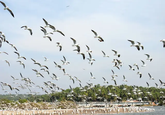 Kadalundi Bird Sanctuary, Malappuram