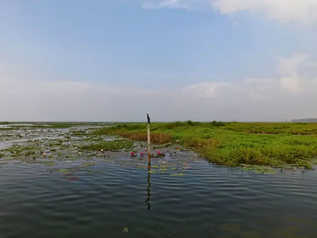 Kumarakom Bird Sanctuary morning, Kottayam