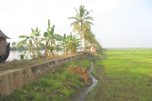 Paddy fields, Kuttanad