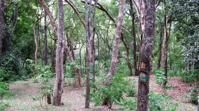 Marayoor, Munnar