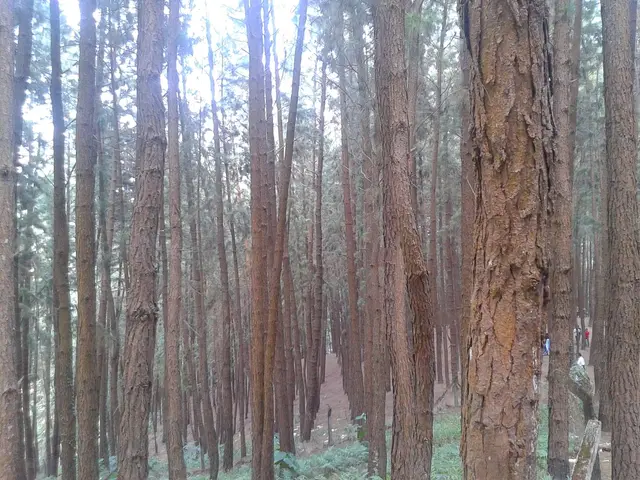 Pine forest, Vagamon