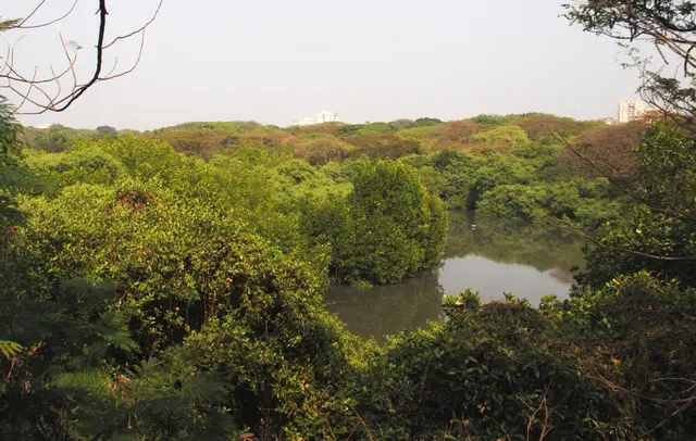 Mangalavanam Bird Sanctuary, Cherai Beach
