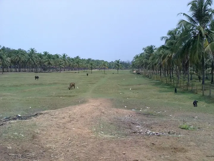 Chavakkad Beach, Thrissur