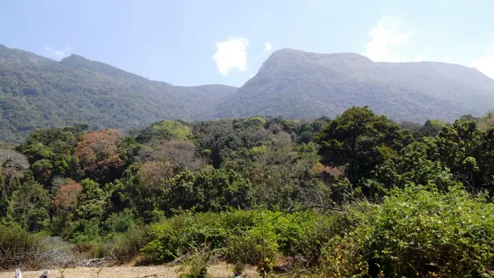 Pambadum Shola National Park, Idukki