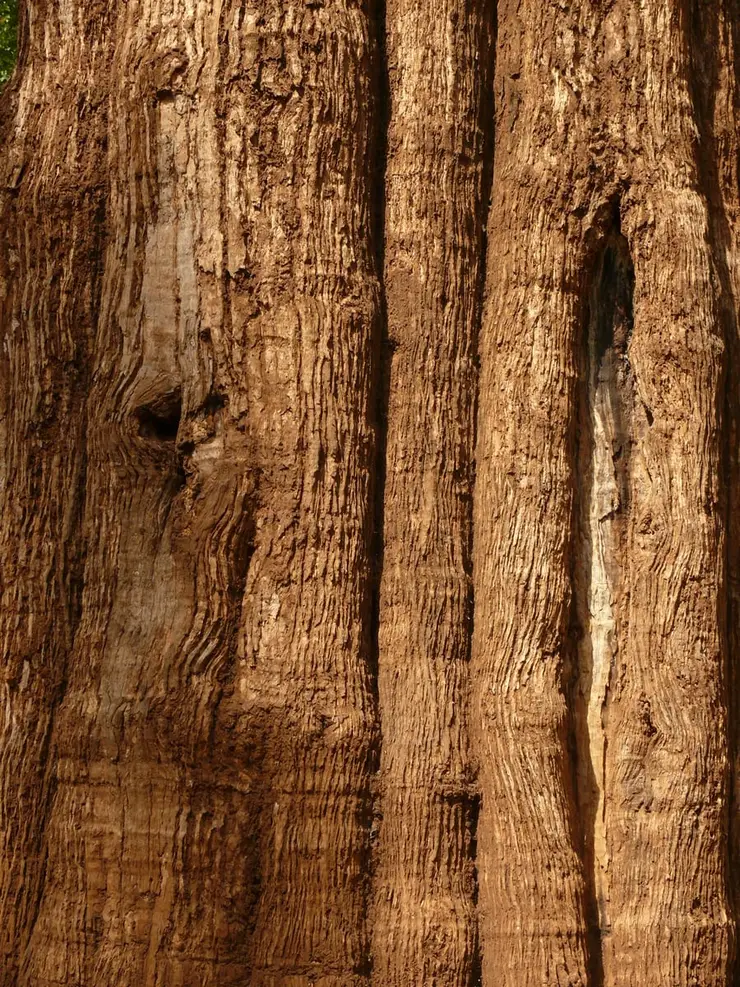 The Kannimara teak tree in Parambikulam Tiger Reserve, Palakkad