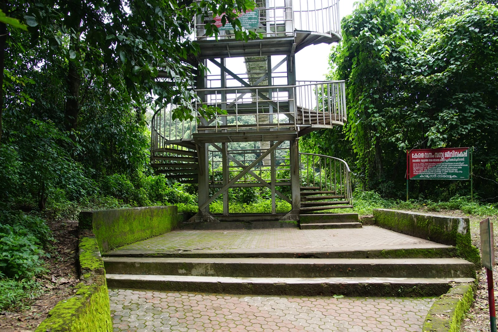Towering teak trees at Conolly’s Plot, Nilambur