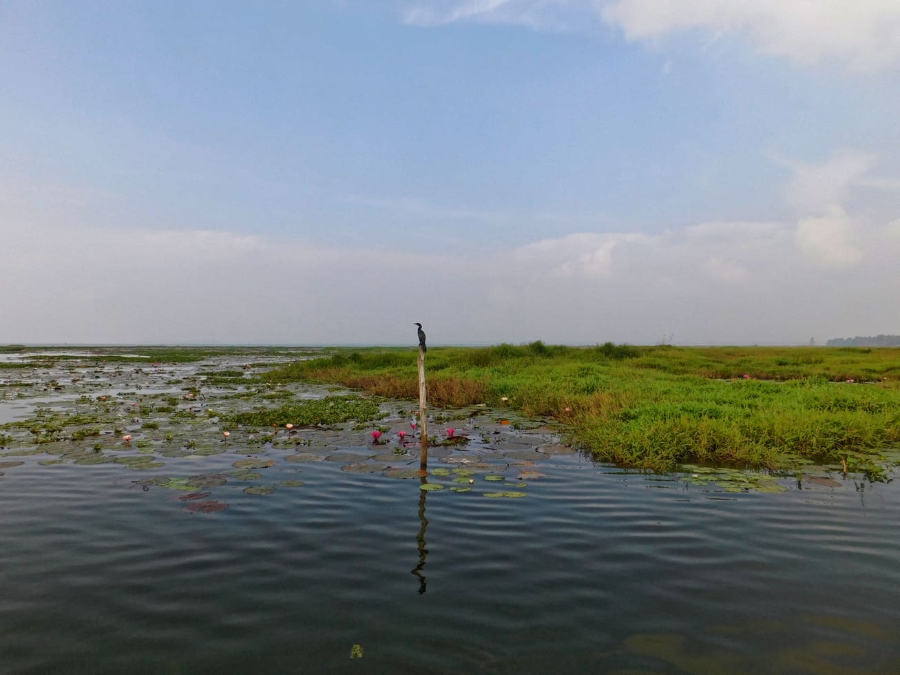 Kumarakom Bird Sanctuary — Wildlife in Kumarakom