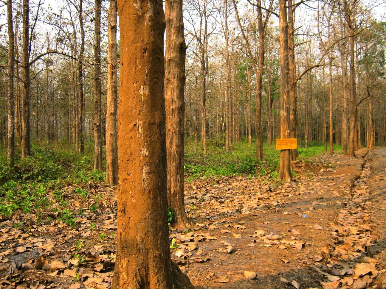 Nedumkayam Rainforest Eco-Tourism Trek Nilambur — Rainforest eco-tourism trekking programme in Nilambur