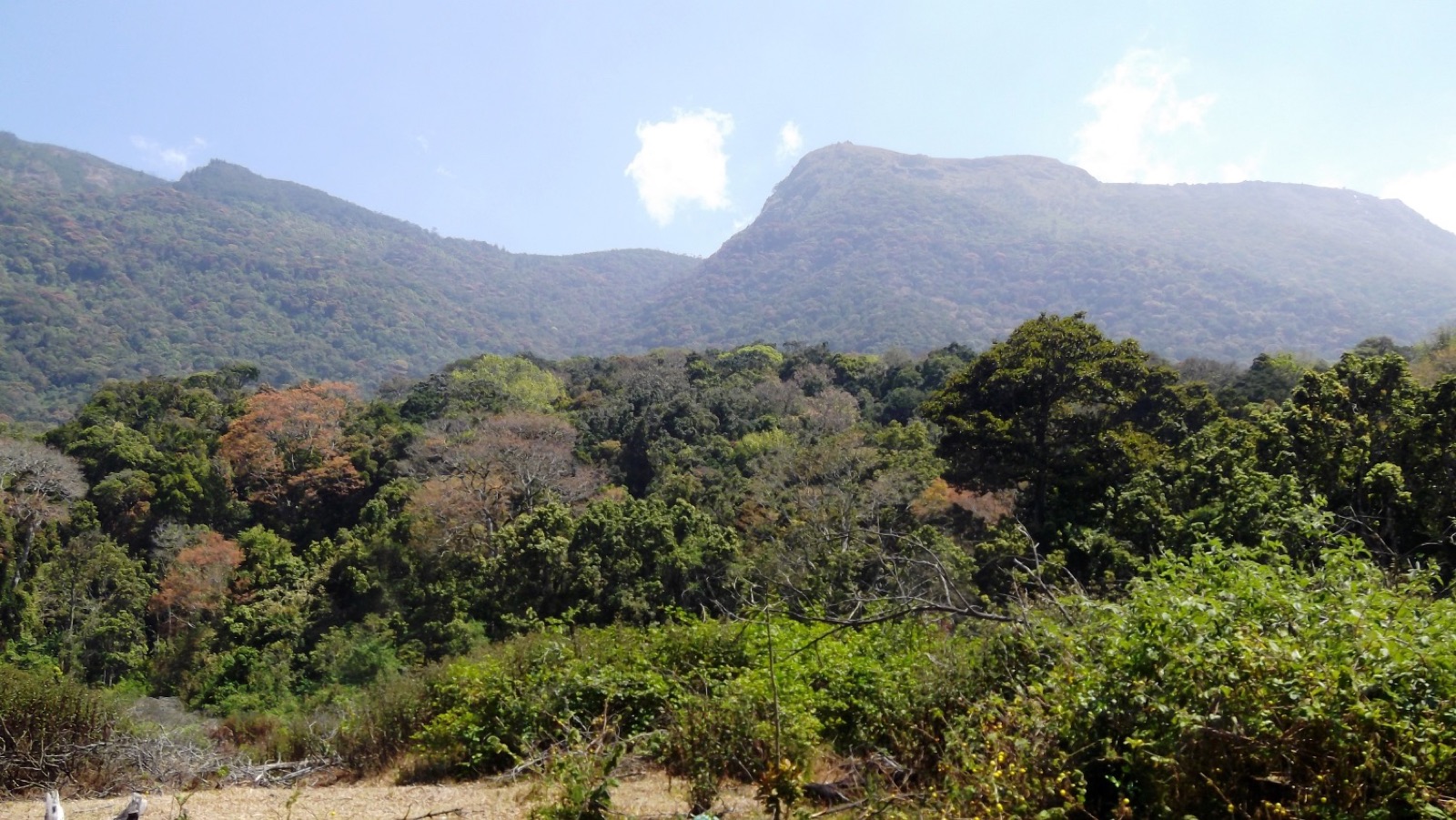 Pampadum Shola Forest Stays, Munnar Wildlife — Official budget forest stay in Munnar