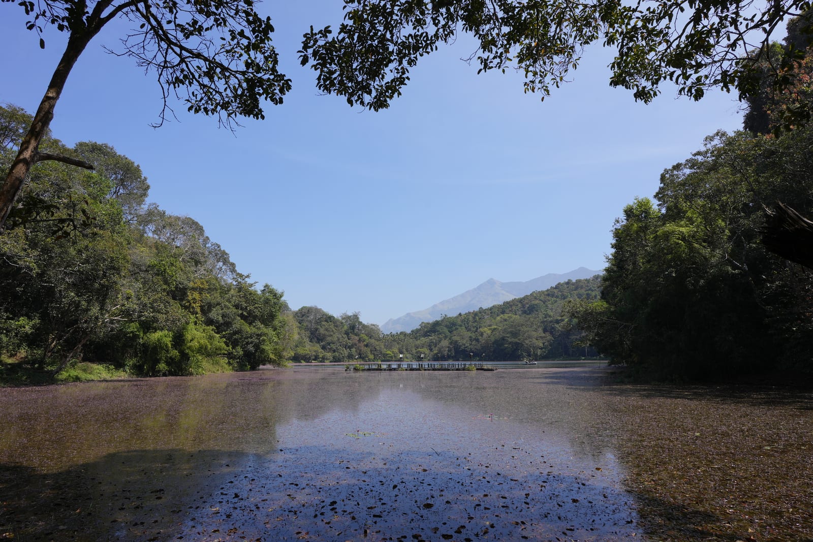 Pookode Lake — Backwater in Vythiri and Lakkidi