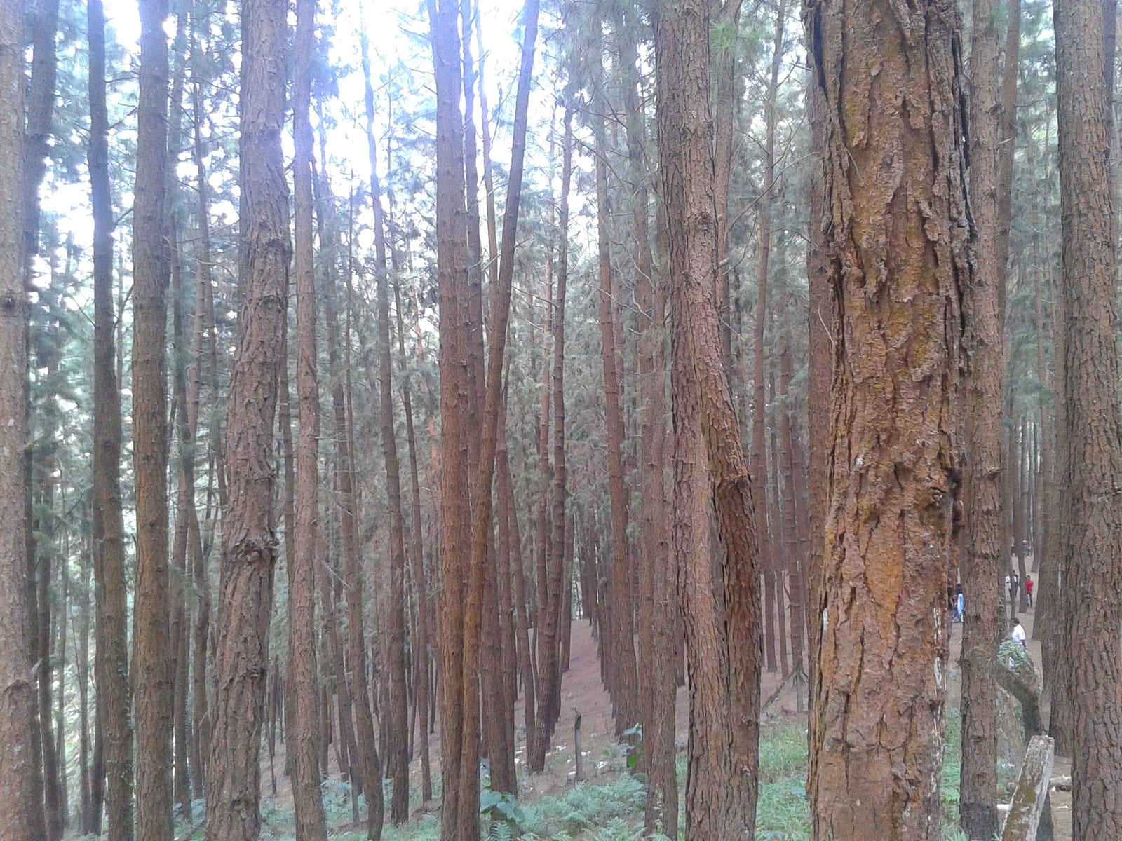 Pine Forest