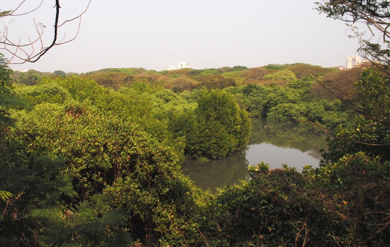 Mangalavanam Bird Sanctuary — Attraction in Kochi City Centre