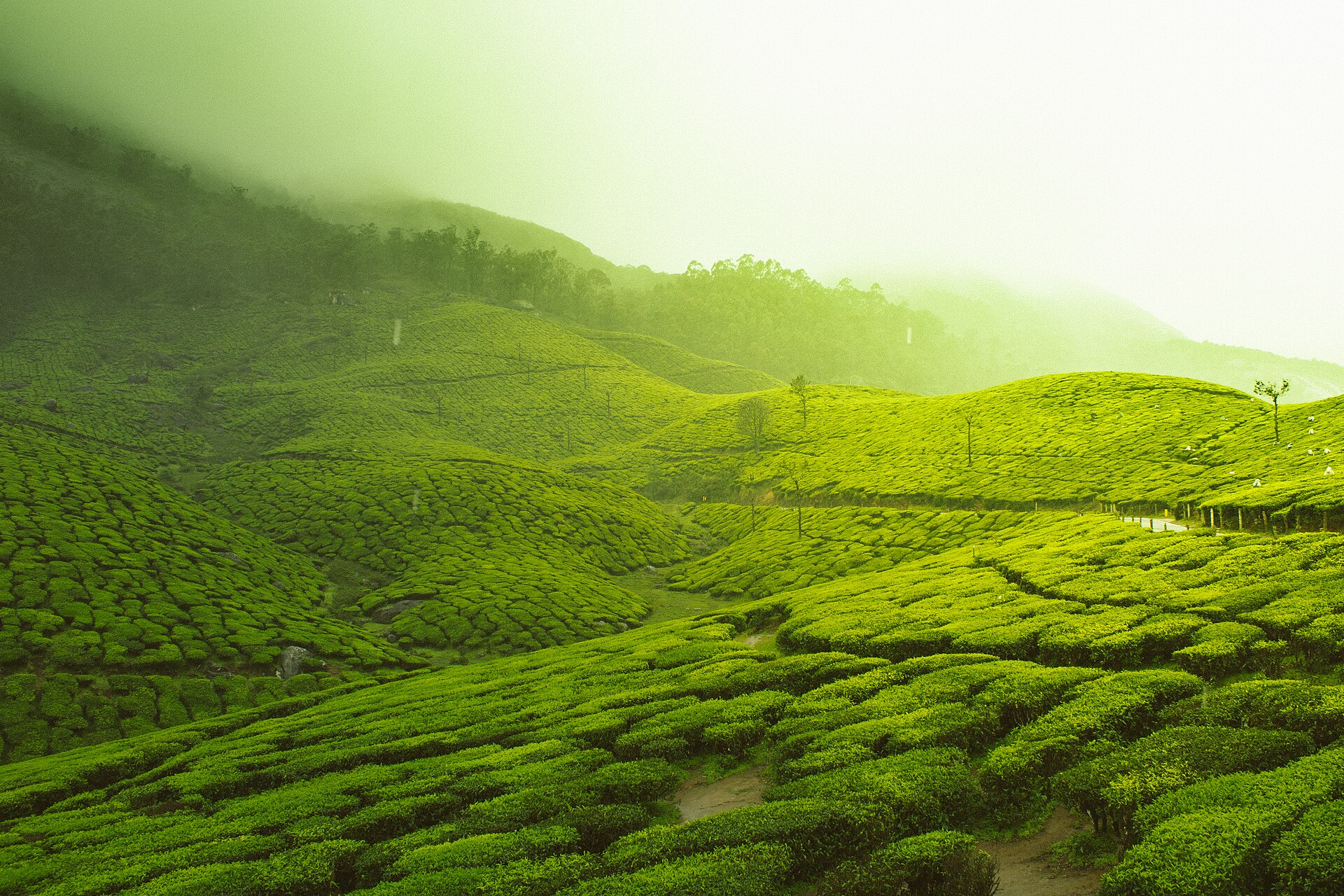 Tea hills of Munnar, Kerala